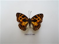 藏品(臺灣燦蛺蝶)的圖片